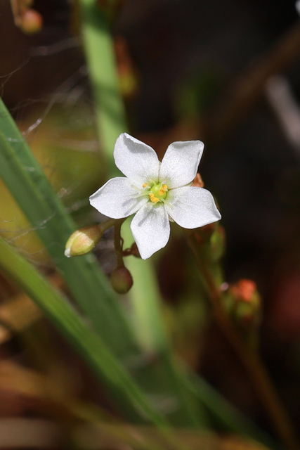 Drosera intermedia