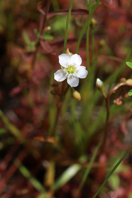 Drosera intermedia