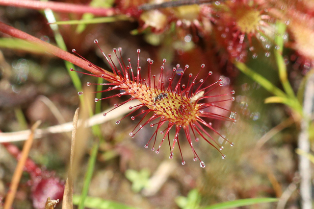 Drosera intermedia - leaves