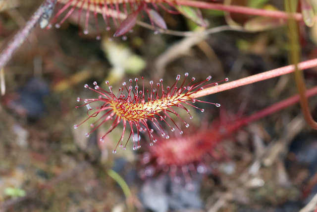 Drosera intermedia - leaves