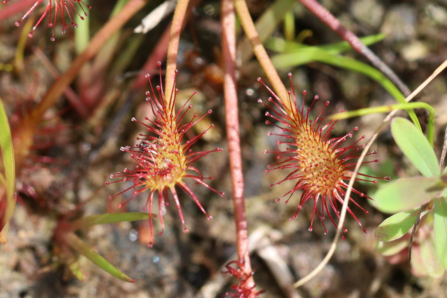 Drosera intermedia - leaves