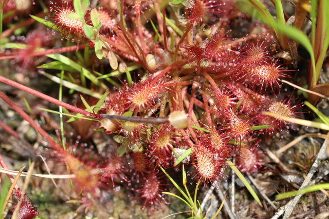 Drosera intermedia - leaves