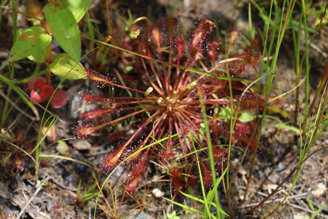 Drosera intermedia - leaves