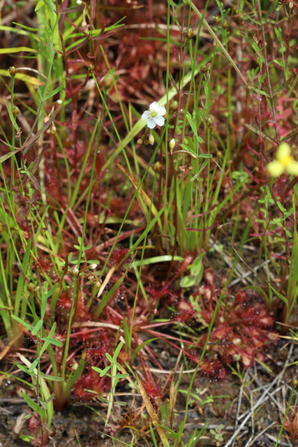 Drosera intermedia - plant