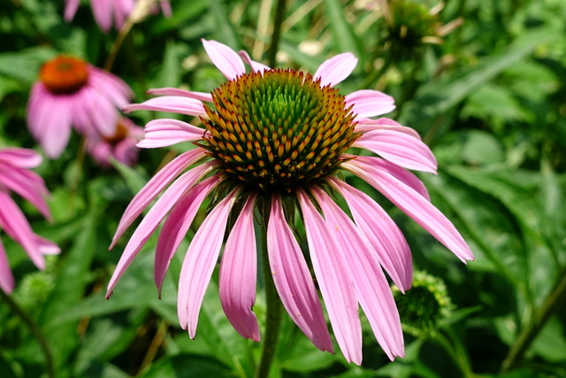 Echinacea purpurea