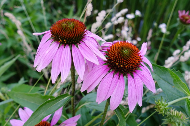 Echinacea purpurea