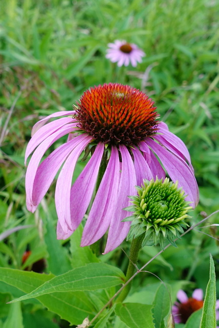 Echinacea purpurea