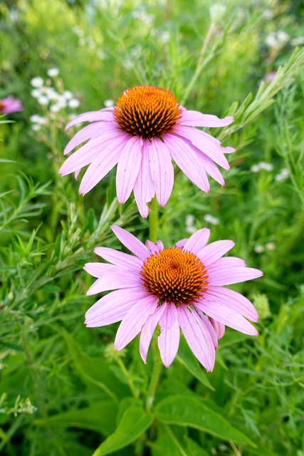 Echinacea purpurea