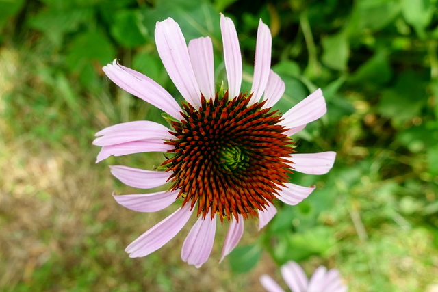 Echinacea purpurea