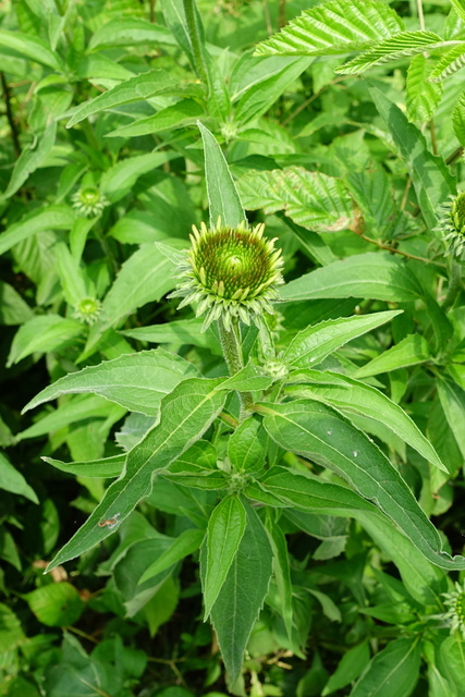 Echinacea purpurea