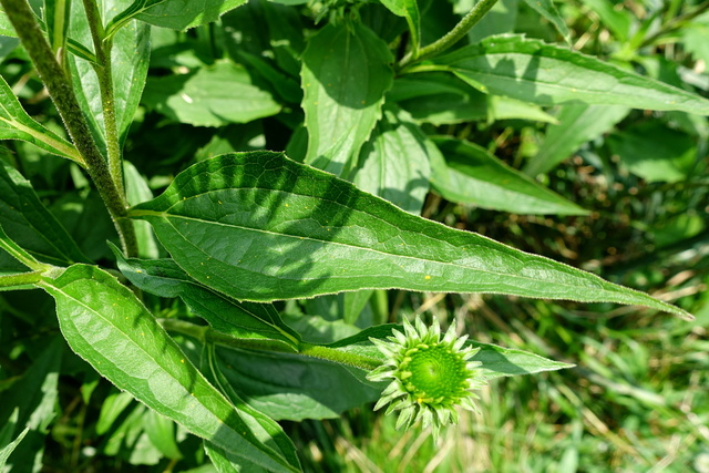 Echinacea purpurea - leaves