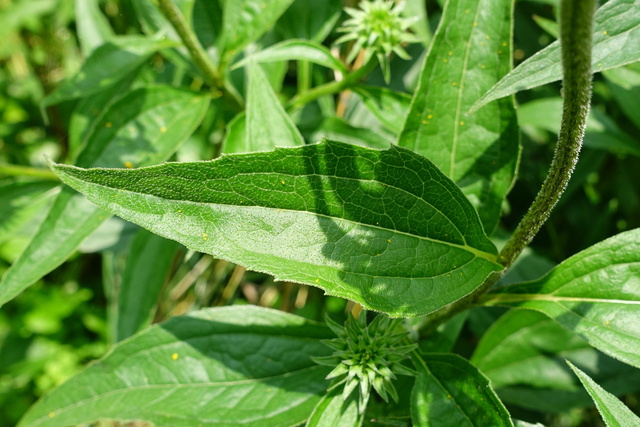 Echinacea purpurea - leaves