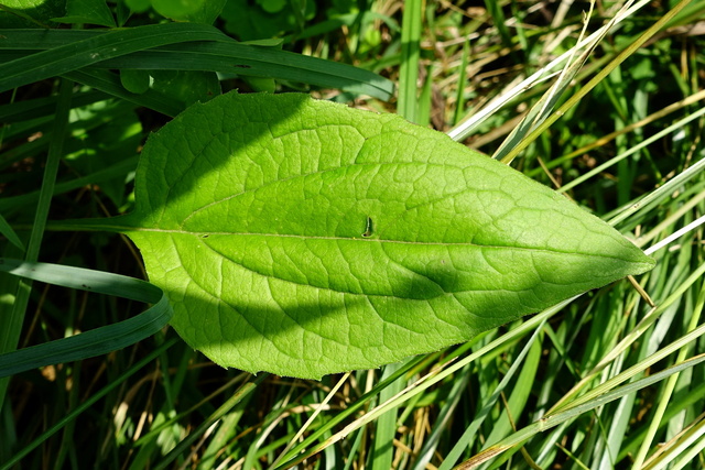 Echinacea purpurea - leaves