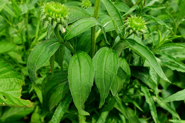 Echinacea purpurea - leaves