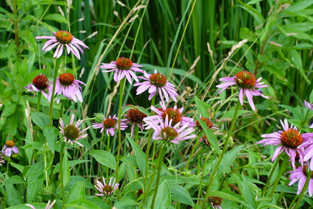 Echinacea purpurea - plants