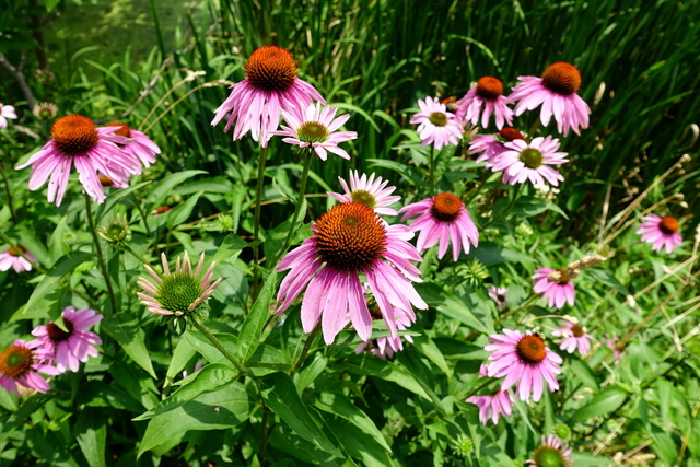 Echinacea purpurea - plants