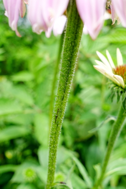 Echinacea purpurea - stem