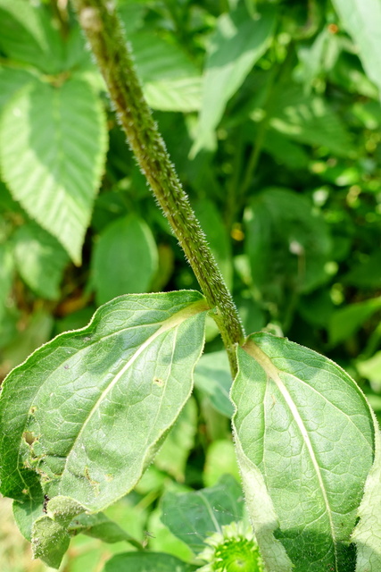 Echinacea purpurea - stem