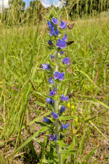 Echium vulgare