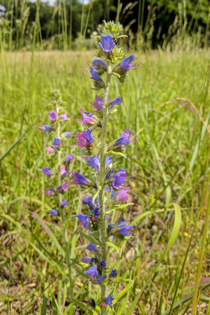 Echium vulgare