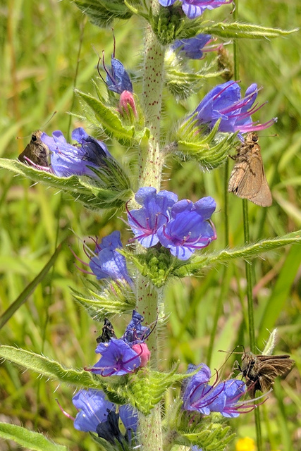 Echium vulgare