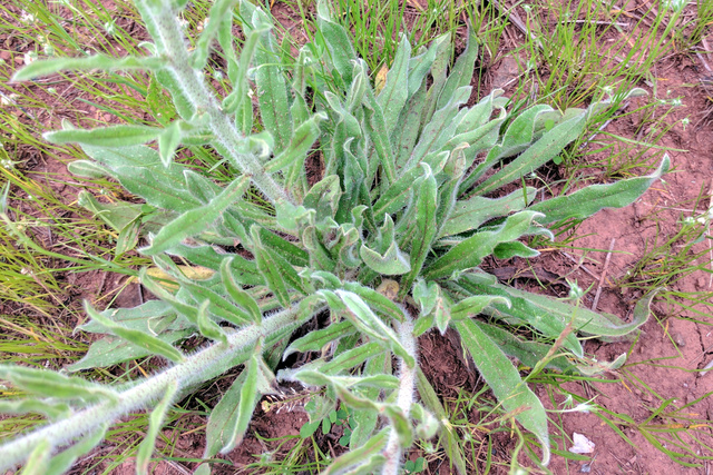 Echium vulgare - leaves