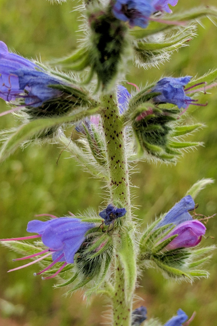 Echium vulgare - stem