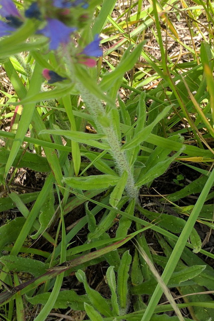 Echium vulgare - stem