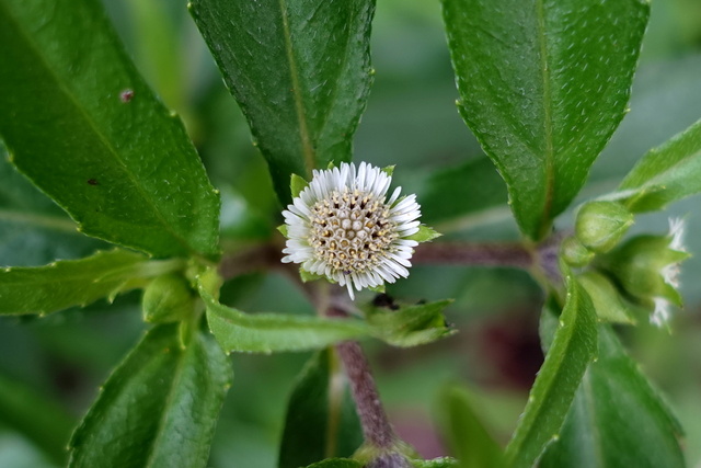 Eclipta prostata