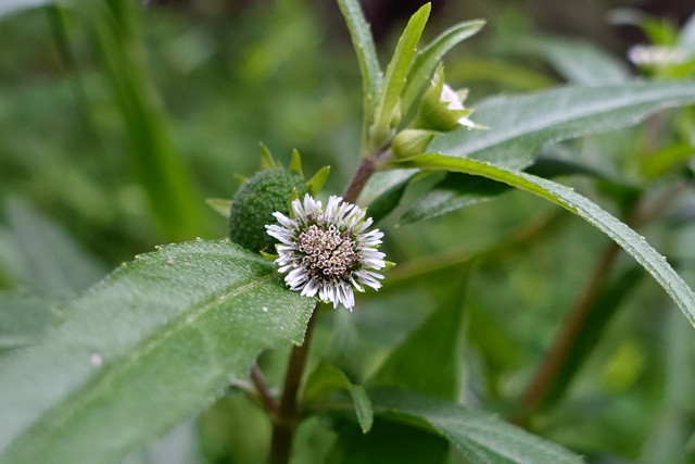 Eclipta prostata