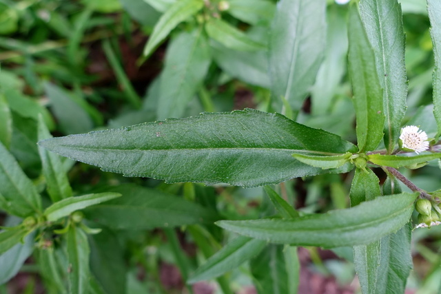 Eclipta prostata - leaves