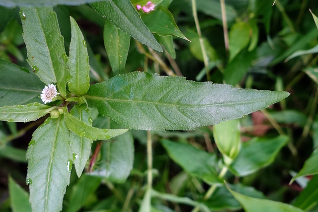 Eclipta prostata - leaves