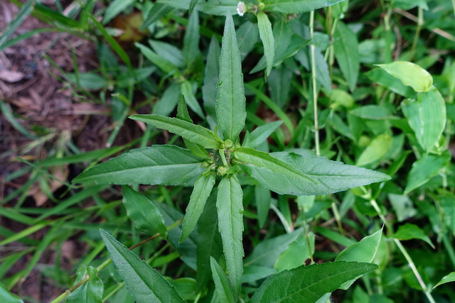 Eclipta prostata - plant