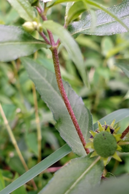 Eclipta prostata - stem