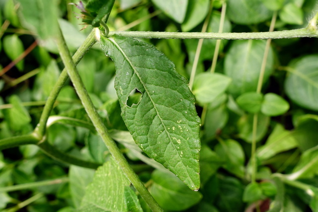 Elephantopus carolinianus - leaves