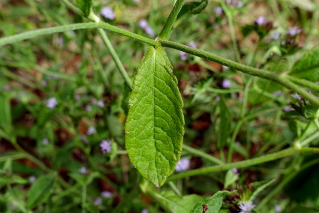 Elephantopus carolinianus - leaves