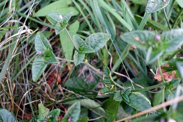 Elephantopus carolinianus - plant