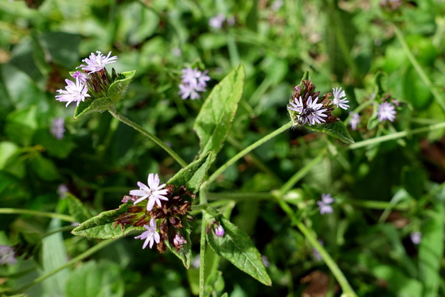 Elephantopus carolinianus - plants