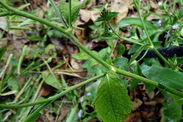 Elephantopus carolinianus - stem