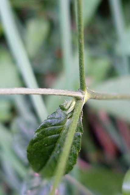 Elephantopus carolinianus - stem