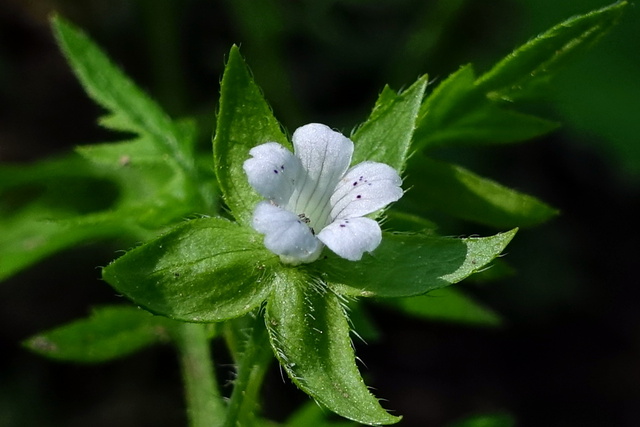 Ellisia nyctelea