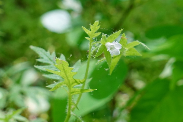 Ellisia nyctelea