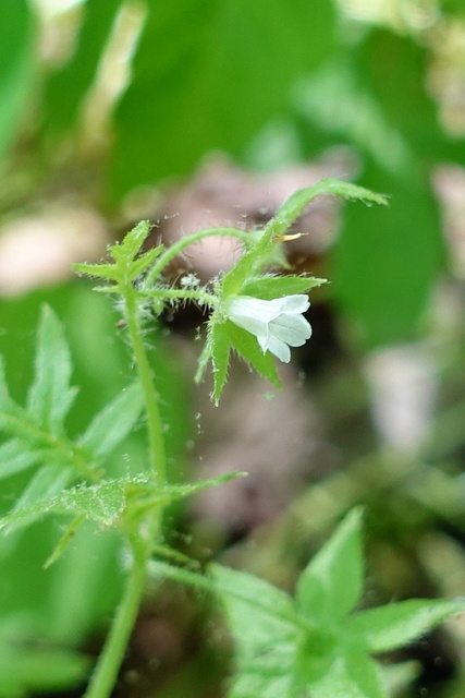 Ellisia nyctelea