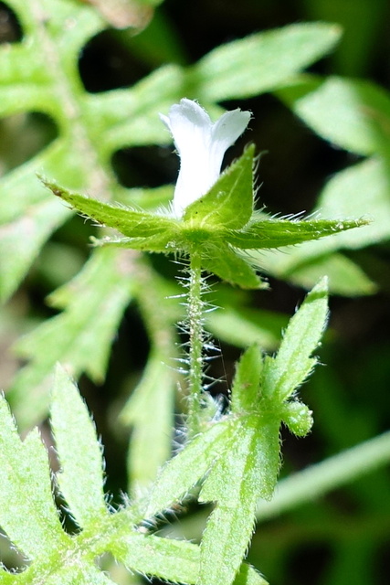 Ellisia nyctelea