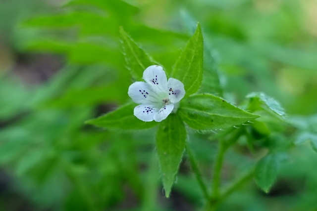 Ellisia nyctelea