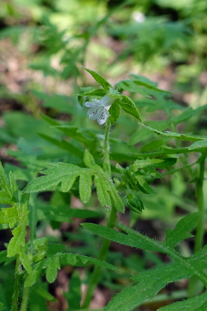 Ellisia nyctelea