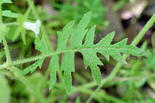 Ellisia nyctelea - leaves