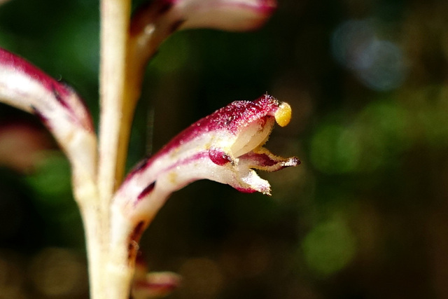 Epifagus virginiana