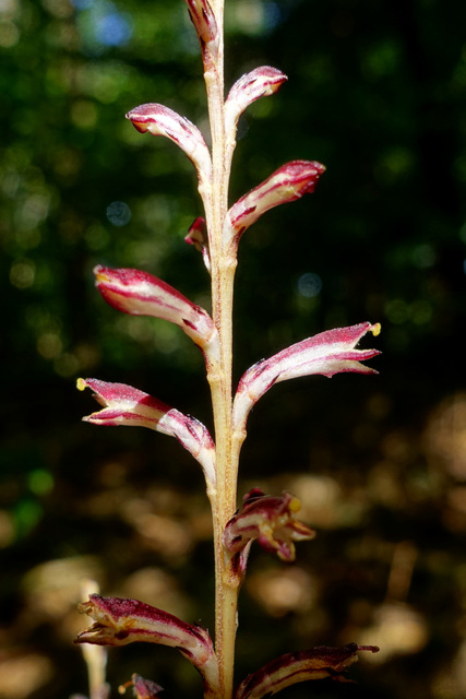 Epifagus virginiana