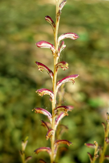 Epifagus virginiana